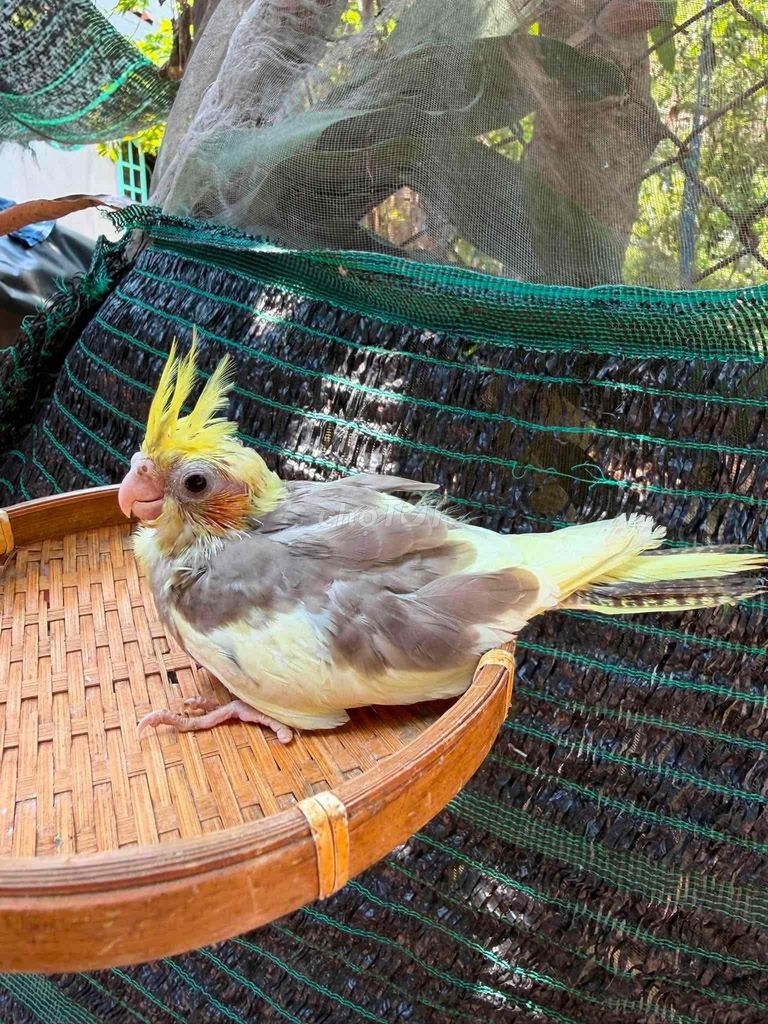 Vẹt Cockatiel Vàng Xám. Mua bán Chim tại Quận 8 Tp Hồ Chí Minh được đăng bởi BlackBird hình 1