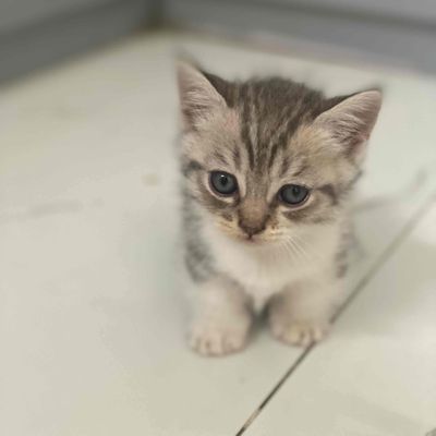 Cần bán mèo munkchin lông ngắn