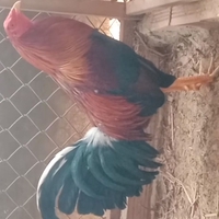 gà tơ zin siu thái mĩ