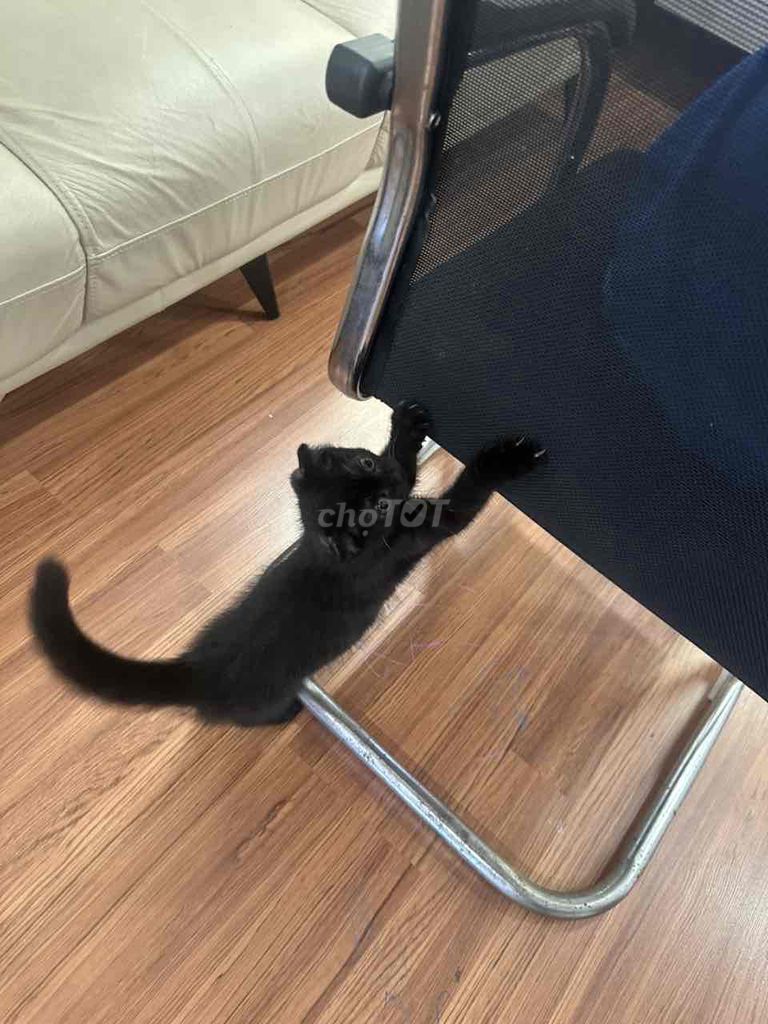 Mèo Đen. Mua bán Mèo tại Quận Cầu Giấy Hà Nội được đăng bởi thành hình 1