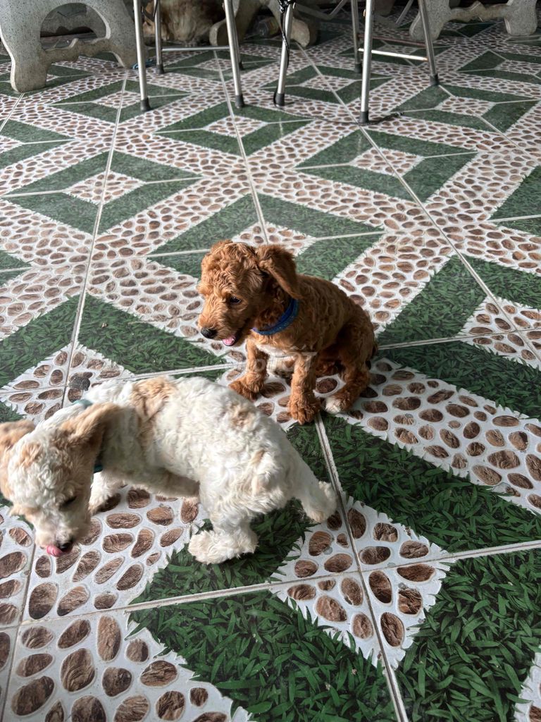 1 bé cái poodle khoẻ mạnh thông minh đã sổ và tiêm. Mua bán Chó tại Thành phố Cam Ranh Khánh Hòa được đăng bởi My Tike Son hình 4