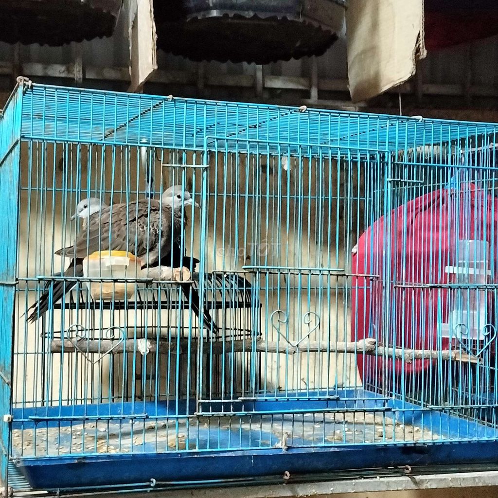 Chim cu gáy Malaysia nâu xám. Mua bán Chim tại Quận Bắc Từ Liêm Hà Nội được đăng bởi Việt Tùng hình 1