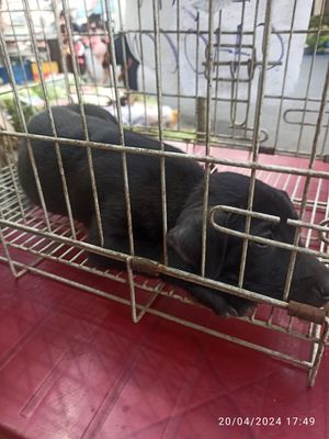 Chó cỏ màu đen 3kg