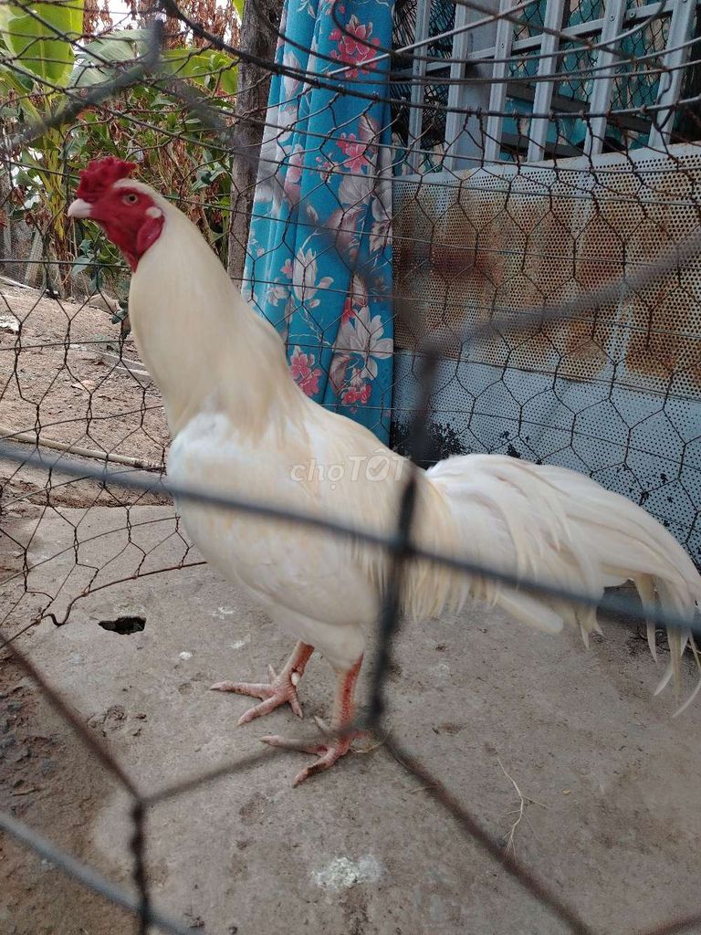 Gà Trắng 3.3kg. Mua bán Gà tại Huyện Thanh Bình Đồng Tháp được đăng bởi Tuan Le hình 1