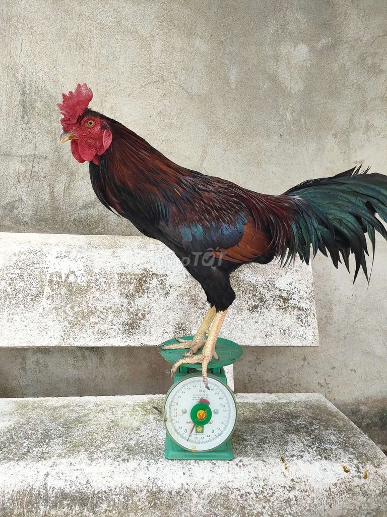 Gà chọi Đực 2.9kg. Mua bán Gà tại Huyện Chợ Gạo Tiền Giang được đăng bởi Bảo Khang hình 1