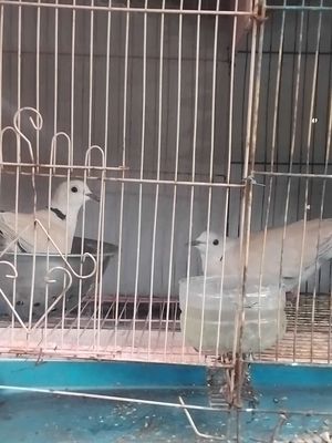 Cu pháp sinh sản. Mua bán Chim tại Quận Bình Tân Tp Hồ Chí Minh được đăng bởi H LONG
