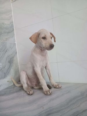 Chó Labrador F1 Đực Trắng 2 tháng thông minh 