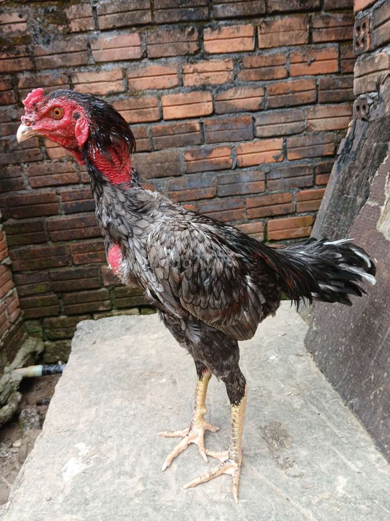 Gà chọi Xám đuôi lau Đực 2.8kg. Mua bán Gà tại Quận Liên Chiểu Đà Nẵng được đăng bởi Hùng hình 1