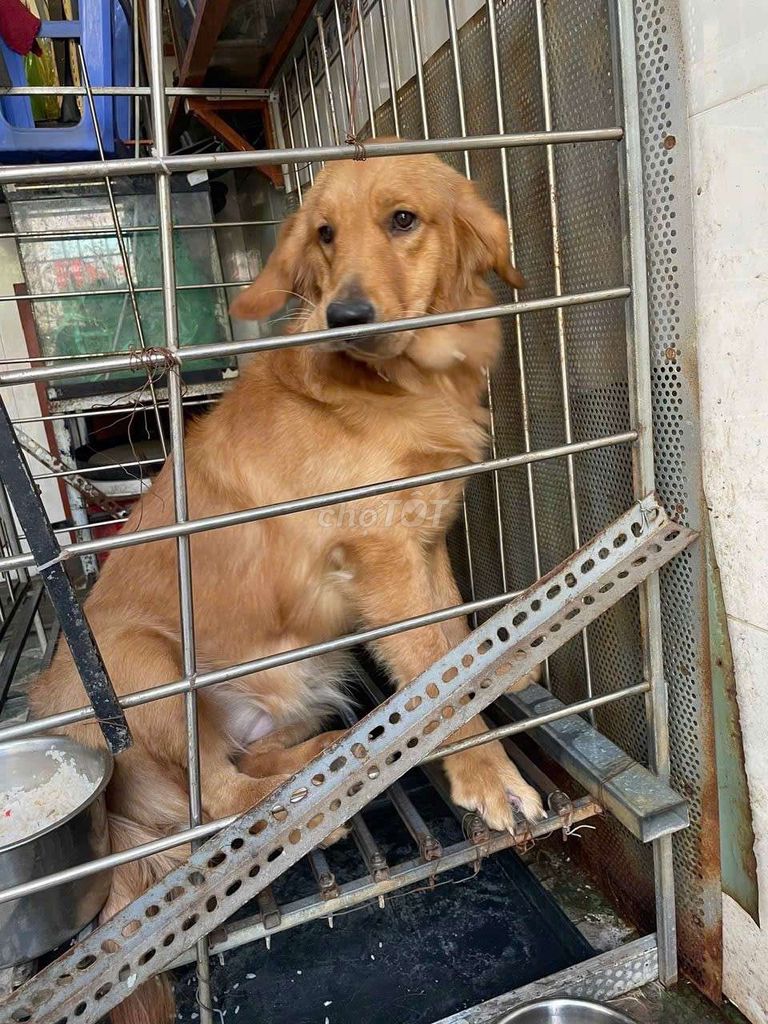 Chó Golden 
 1 năm. Mua bán Chó tại Quận Tân Bình Tp Hồ Chí Minh được đăng bởi lâm hình 1