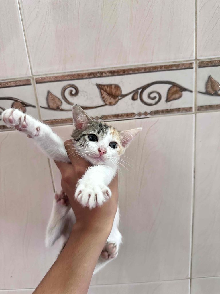 Mèo Tam thể. Mua bán Mèo tại Huyện Hóc Môn Tp Hồ Chí Minh được đăng bởi zinh hình 1