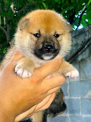 Chó Shiba Inu Vàng