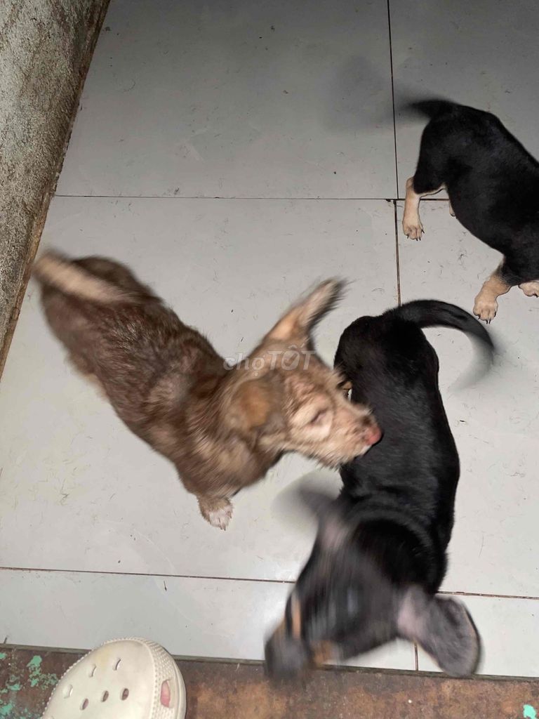 Chó Poodle Nâu Đã tiêm phòng Thân thiện. Mua bán Chó tại Huyện Hòa Vang Đà Nẵng được đăng bởi Đặng Sơn hình 1