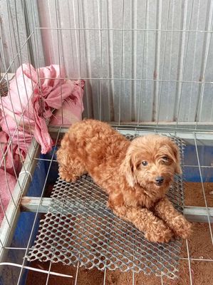 Chó Poodle đực gần 1 năm màu Nâu đỏ. Mua bán Chó tại Huyện Mỏ Cày Nam Bến Tre được đăng bởi Giang Nguyễn
