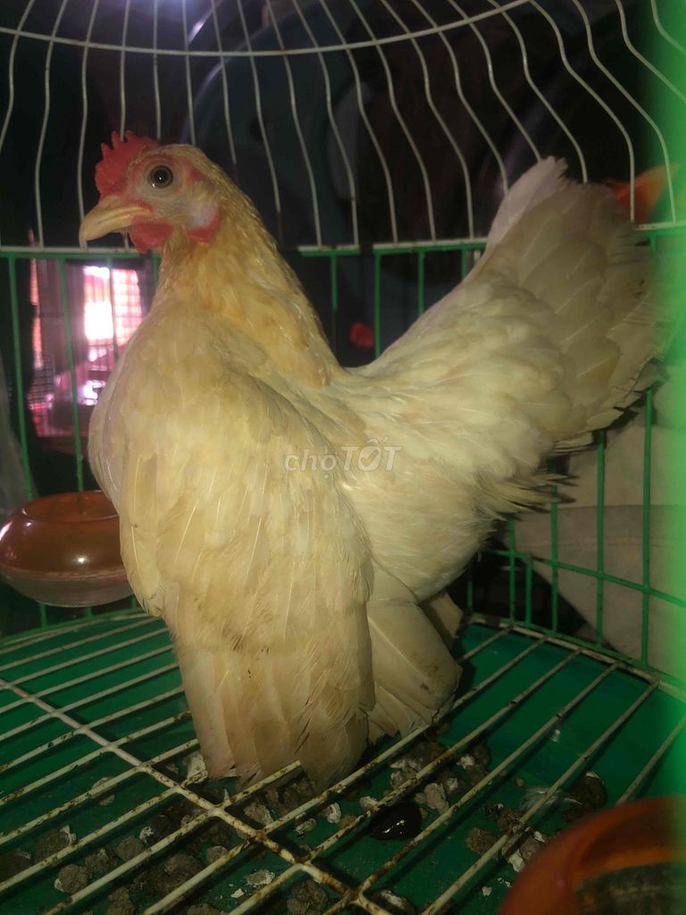 Gà Serama Mái 300g Trắng kem. Mua bán Gà tại Quận Ninh Kiều Cần Thơ được đăng bởi Quốc anh hình 1
