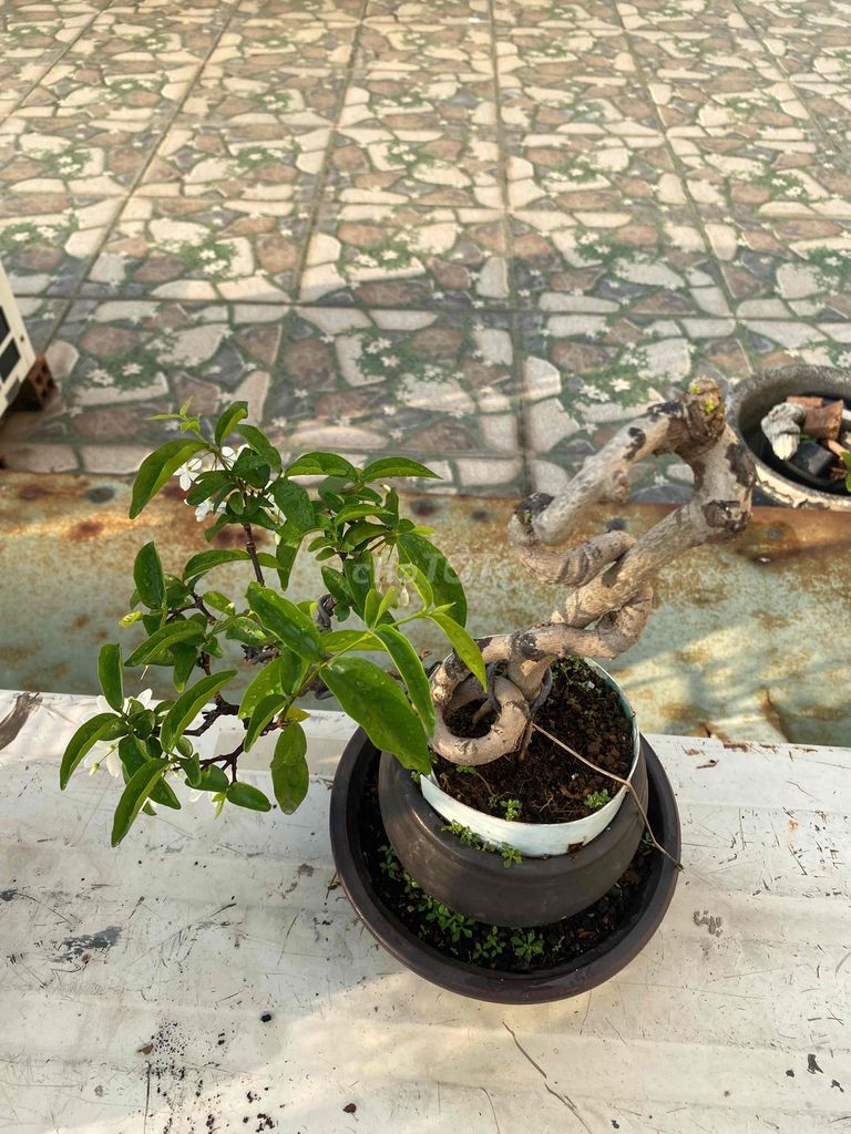 Cây cảnh bonsai Mai chiếu thủy. Mua bán Cây cảnh, đồ trang trí tại Quận 11 Tp Hồ Chí Minh được đăng bởi phong nguyen hình 1