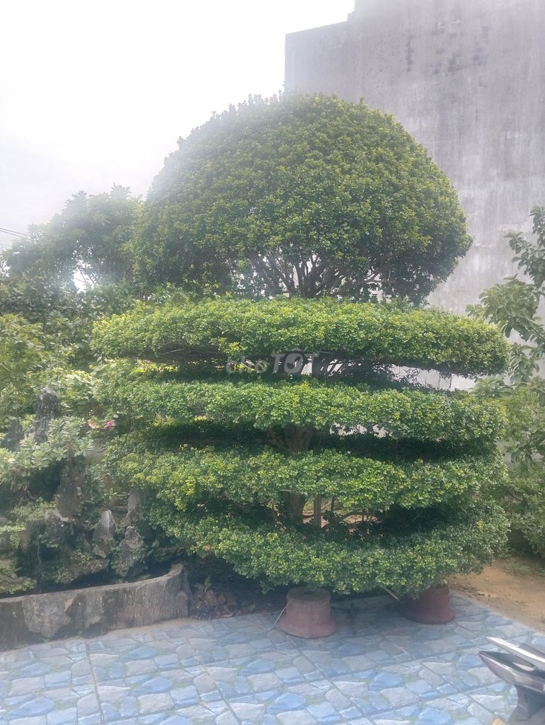 Cây ngâu đã tạo dáng. Mua bán Cây cảnh, đồ trang trí tại Thị xã Điện Bàn Quảng Nam được đăng bởi Anh Thuan Nguyen hình 1