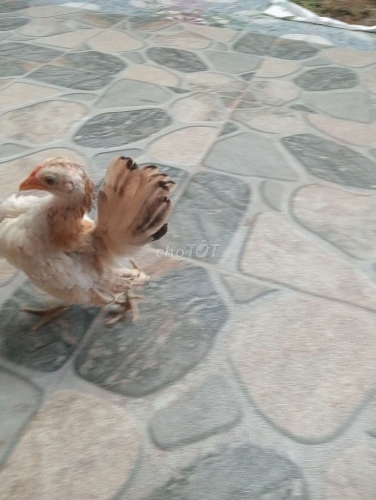 Gà cảnh Sema mái 4 tháng. Mua bán Gà tại Thành phố Sóc Trăng Sóc Trăng được đăng bởi hải p3 hình 1