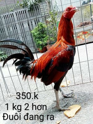Đuôi đang ra gà zin 1 kg2 hơn. Mua bán Gà tại Quận Gò Vấp Tp Hồ Chí Minh được đăng bởi nam gà tre 
