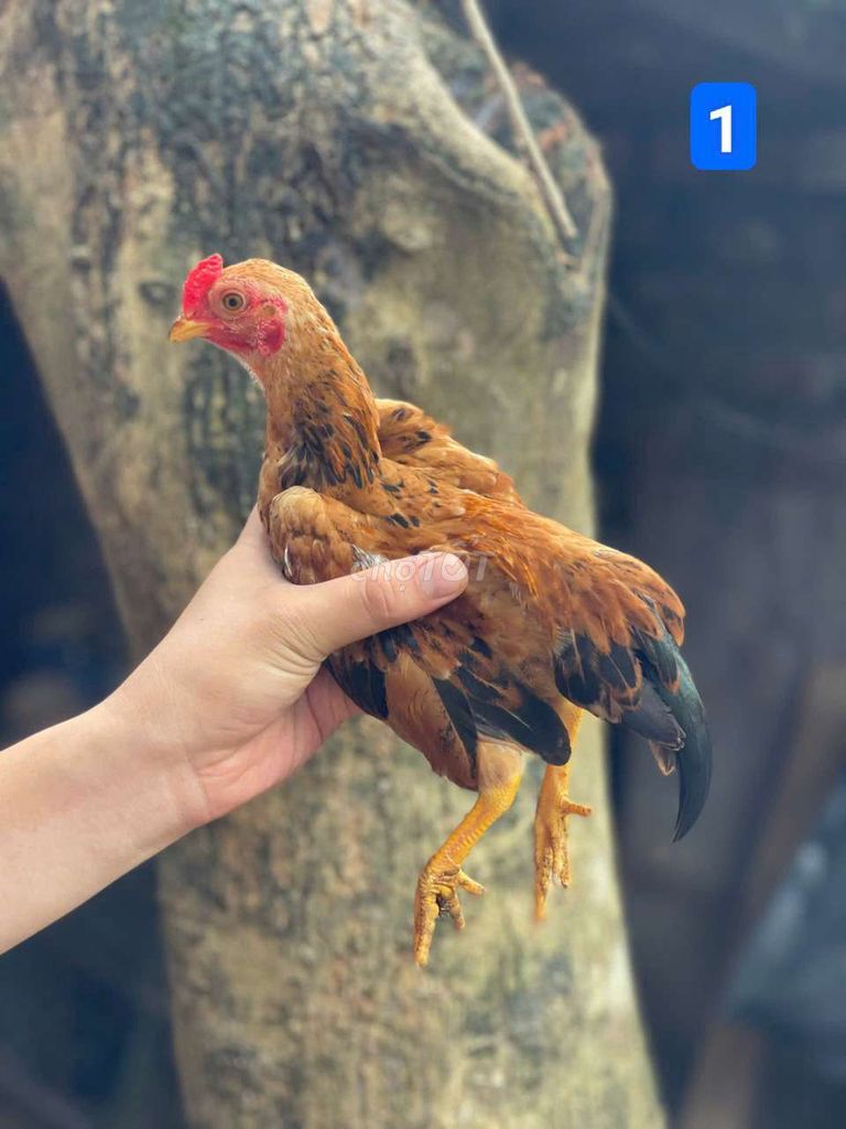 Gà tre cộc trống 3 tháng nâu đen nuôi cảnh. Mua bán Gà tại Huyện Thanh Trì Hà Nội được đăng bởi Tuấn Anh hình 1