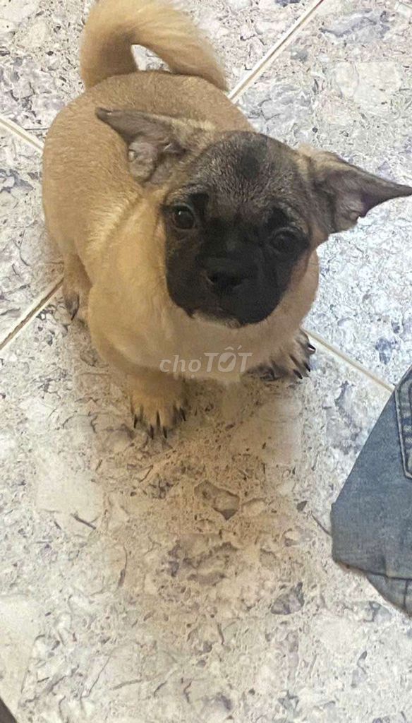 Pug lai. Mua bán Chó tại Quận Hà Đông Hà Nội được đăng bởi Lý Quang Hiến hình 3