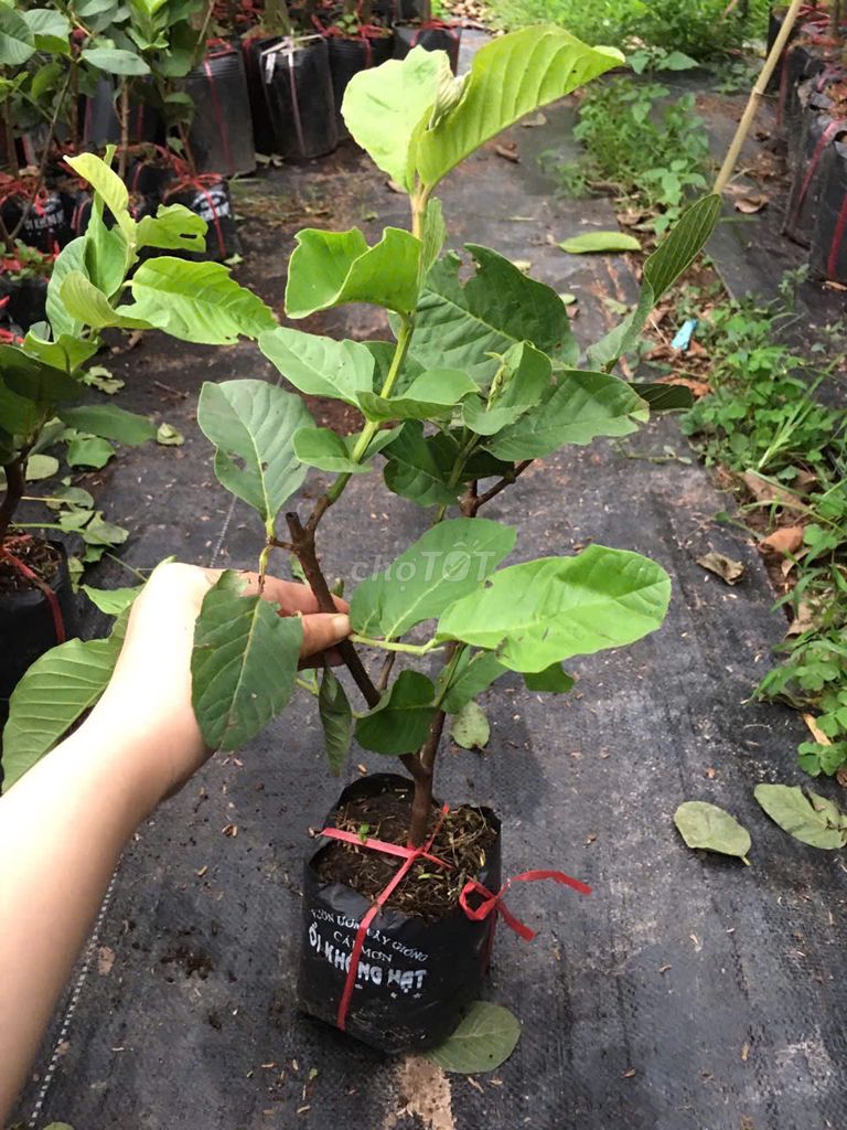 Cây giống Ổi Không hạt . Mua bán Đồ chuyên dụng, Giống nuôi trồng tại Huyện Gia Lâm Hà Nội được đăng bởi Cây Giống Kinh Tế hình 1