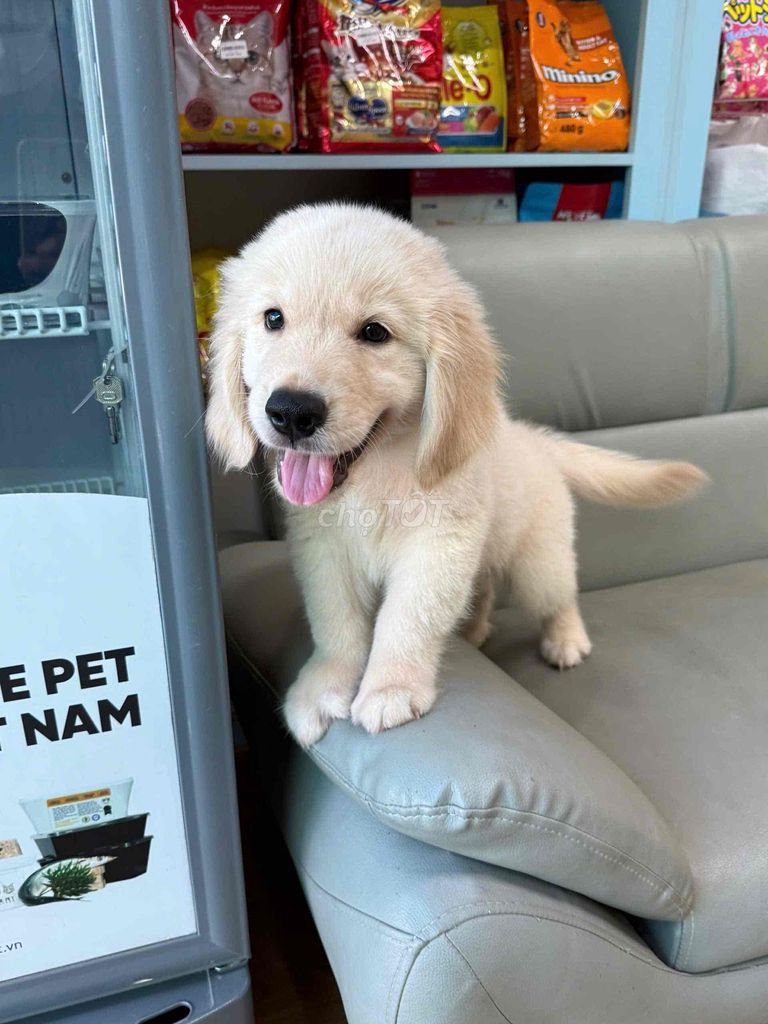 Chó Golden Retriever Đực và cái. Mua bán Chó tại Thành phố Thủ Đức Tp Hồ Chí Minh được đăng bởi Phạm trung hình 1