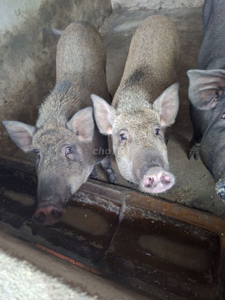 Heo thịt 50kg Nâu xám. Mua bán Thú cưng khác tại Thị xã Bến Cát Bình Dương được đăng bởi Dương thành sung hình 1