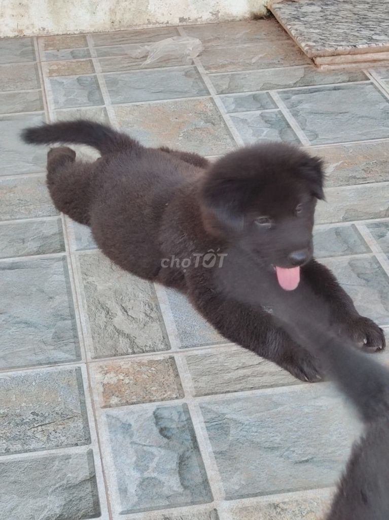 Chó Bắc Hà đen 1 tháng . Mua bán Chó tại Quận Cầu Giấy Hà Nội được đăng bởi Móc steven hình 1