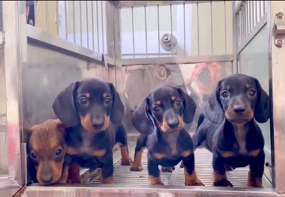 Lạp xưởng đen vàng