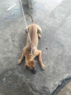 Bán chó phú quốc giống cái lưỡi đốm. Mua bán Chó tại Thị xã Tân Uyên Bình Dương được đăng bởi Phan truc
