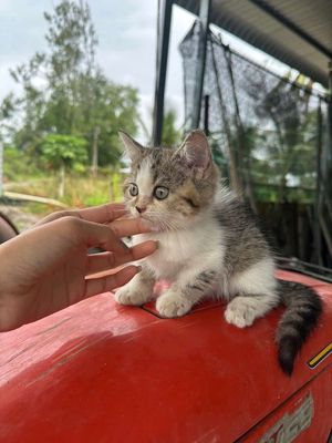 Mèo Anh Lông Ngắn Tappy. Mua bán Mèo tại Thành phố Sa Đéc Đồng Tháp được đăng bởi Penta Store