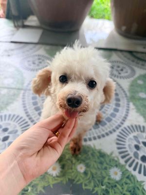 Chó Poodle Cái Trắng 2 tuổi