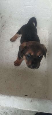 Chó con đực cái 2 tháng