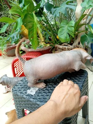 chó không lông chân ngắn lùn tịt ú nu 