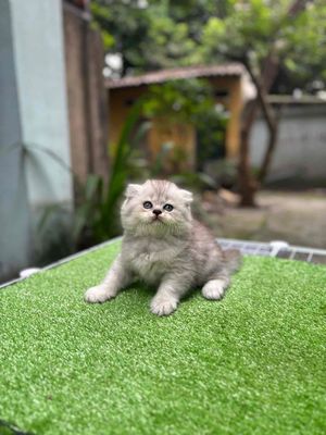 mèo anh lông ngắn, lông dài. Mua bán Mèo tại Thành phố Bắc Ninh Bắc Ninh được đăng bởi Oanh Phạm kiều