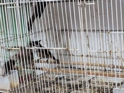 Chim chào mào má đỏ Miền Bắc