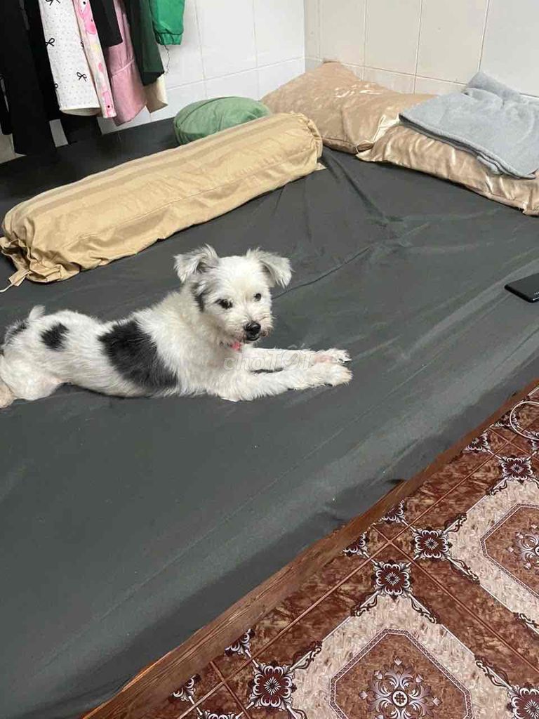 Chó Đực. Mua bán Chó tại Thành phố Thủ Dầu Một Bình Dương được đăng bởi A Nguyên hình 1