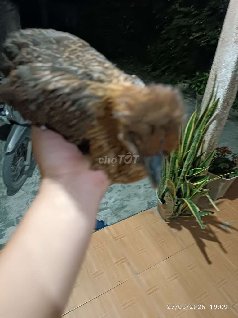 Gà ác lai Ai Cập. Mua bán Gà tại Huyện Quảng Điền Thừa Thiên Huế được đăng bởi Trương Đình Bách hình 1