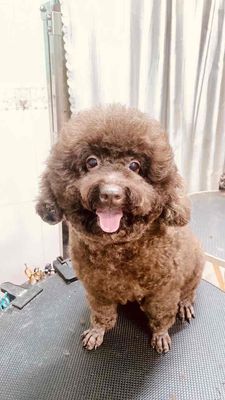 be  cái poodle. nâu socola màu hiếm