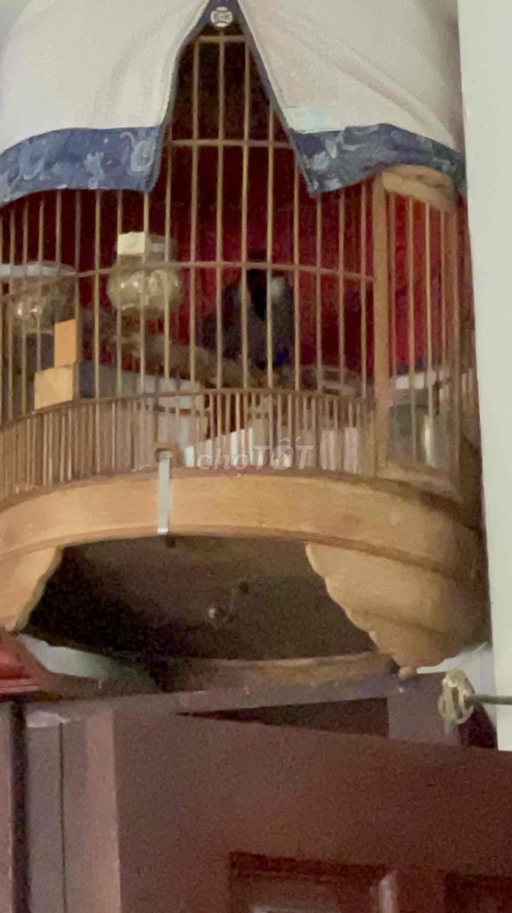 Chim cảnh hót múa tốt. Mua bán Chim tại Quận Bình Thạnh Tp Hồ Chí Minh được đăng bởi heri hình 1