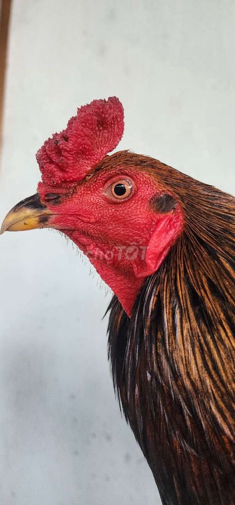 Gà chọi tơ zin 2.8kg. Mua bán Gà tại Huyện Lai Vung Đồng Tháp được đăng bởi Joker hình 1