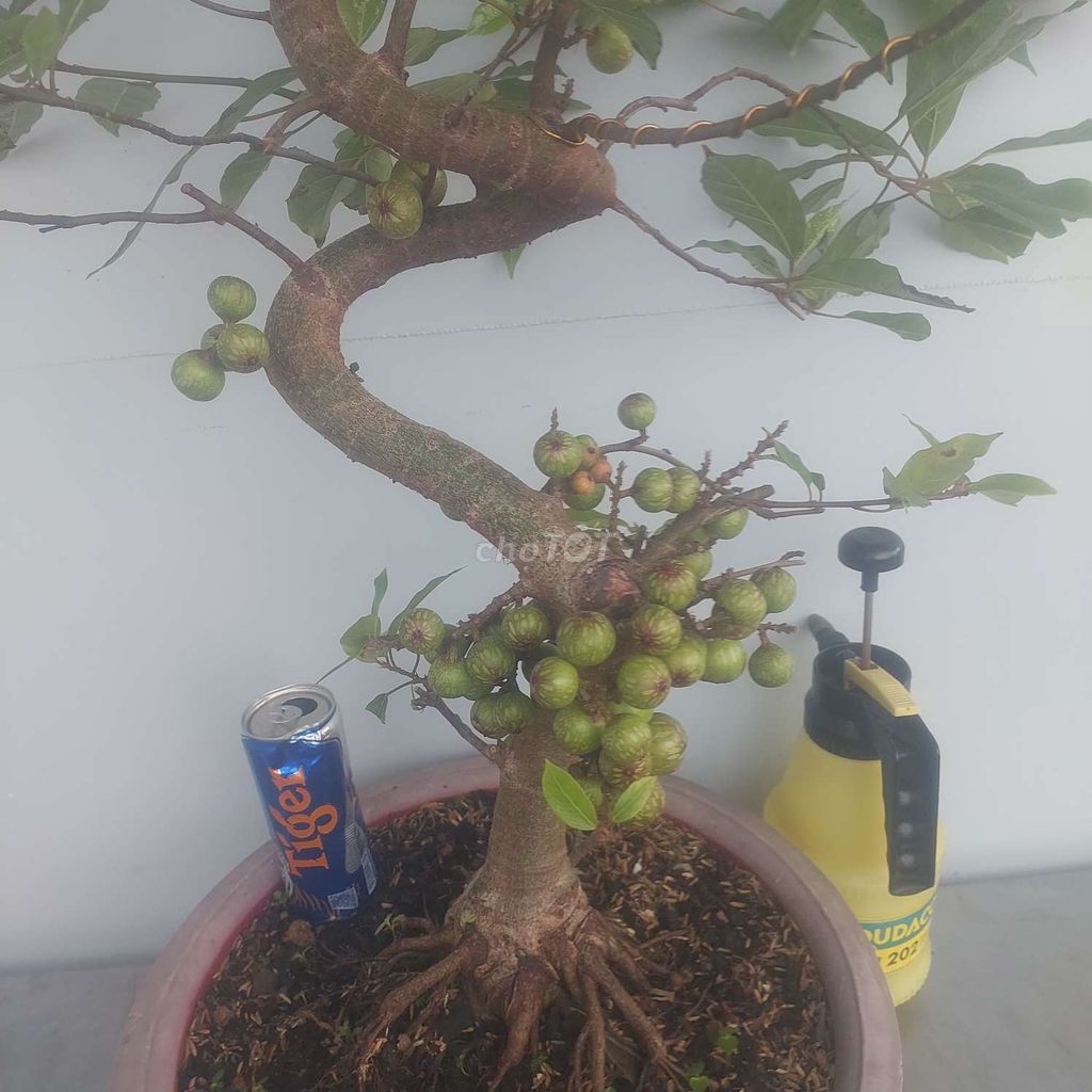 Sung Bonsai siêu trái dáng long rễ nôm gốc lớn