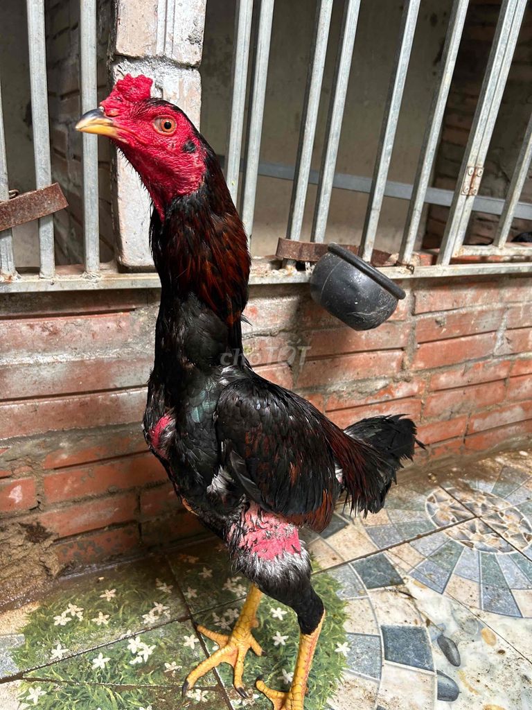 Gà chọi chân vàng 2.5kg đen đỏ. Mua bán Gà tại Huyện Thanh Trì Hà Nội được đăng bởi Thuỷ hình 1