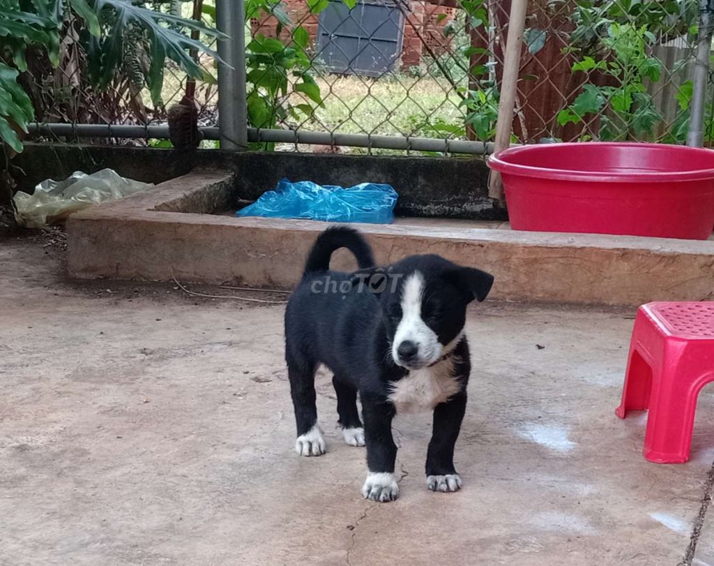 Chó cỏ 3 tháng tuổi. Mua bán Chó tại Thành phố Buôn Ma Thuột Đắk Lắk được đăng bởi Phong Chấn hình 1