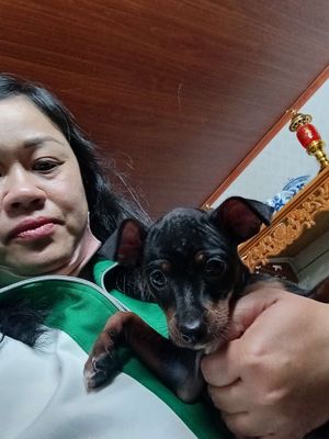 Chó Phốc chuột đực 3 tháng