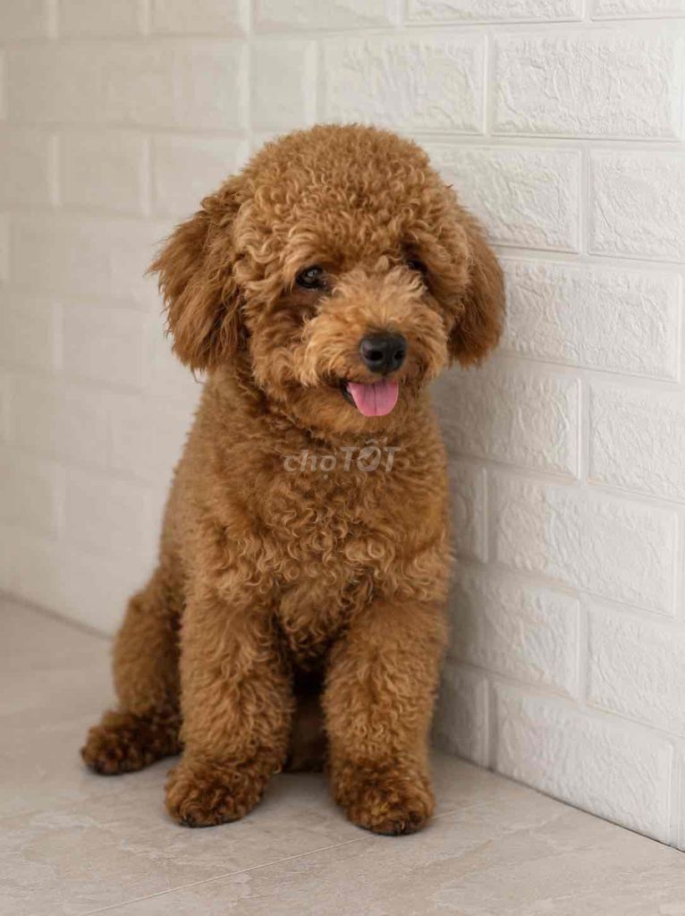 Chó Poodle Nâu cái 8 tháng. Mua bán Chó tại Thành phố Dĩ An Bình Dương được đăng bởi Trọng Phúc hình 1