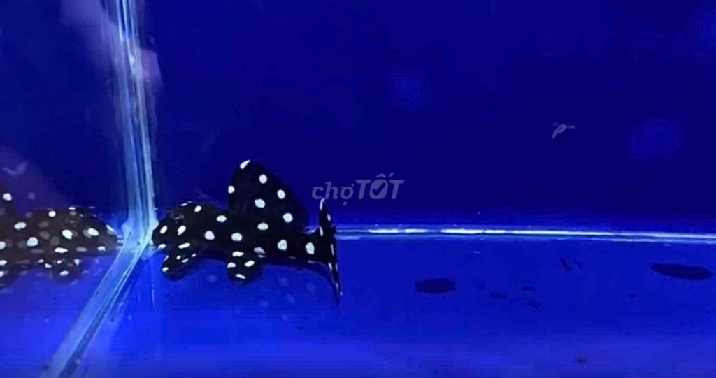 Pleco (Ngôi sao này lạ lắm thuộc hàng Top rồi)