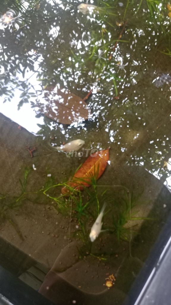Cá Két Trắng Ngón trỏ 1 tháng hơn. Mua bán Thú cưng khác tại Huyện Bình Đại Bến Tre được đăng bởi Duy Trần hình 1
