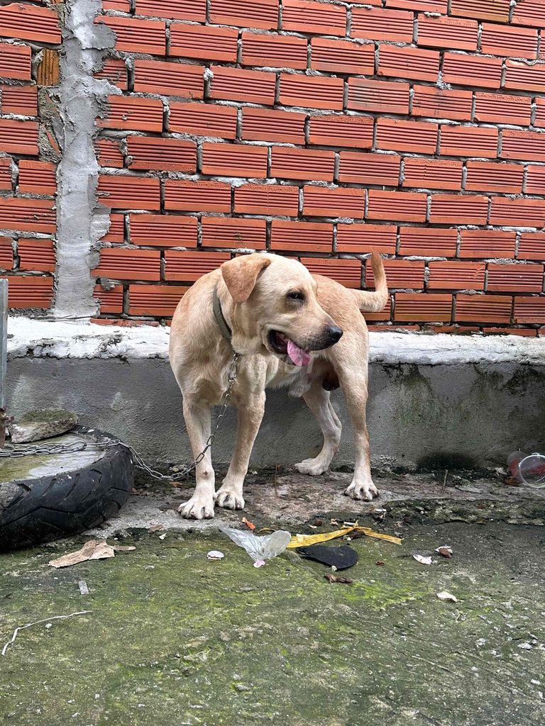 Tìm chủ mới. Mua bán Chó tại Huyện Bàu Bàng Bình Dương được đăng bởi Lương Hoàng hình 4