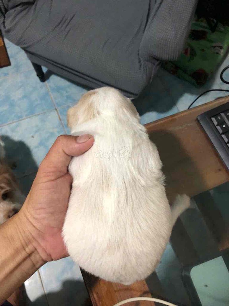 Chó Lai Trắng Chân ngắn. Mua bán Chó tại Thành phố Thủ Đức Tp Hồ Chí Minh được đăng bởi Kiếp nghèo hình 1